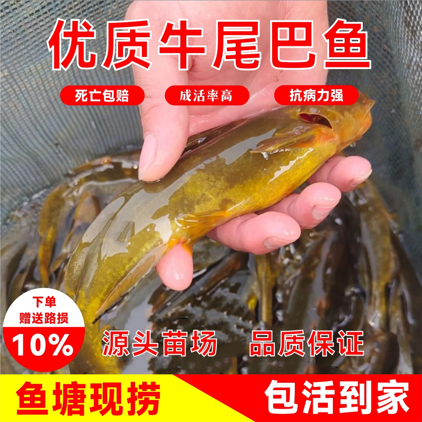 观赏鱼小金鱼活鱼红草金锦鲤锦鲫摆摊捞钓套圈冷水鱼一件代发批发