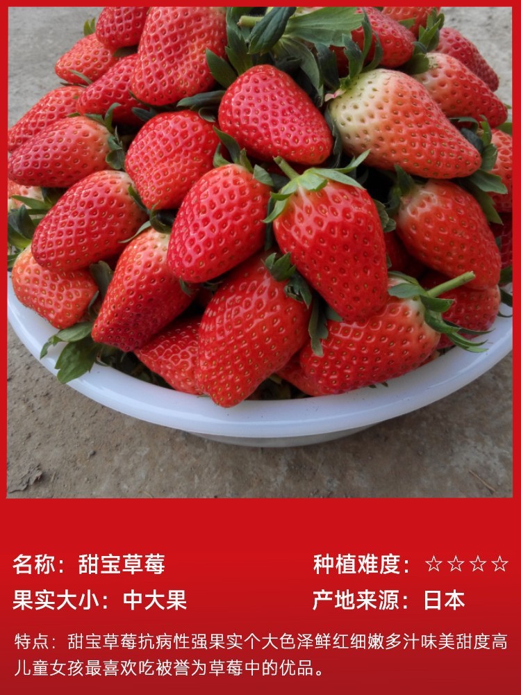 สตรอเบอร์รี่ Tianbao 15ลูก (ห่อด้วยดิน) เพื่อส่งปุ๋ย