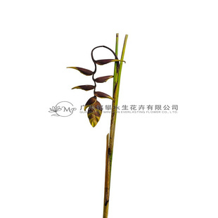 【Hanging Plush Bird】Plush Hanging Bird with Rich Dried Flowers