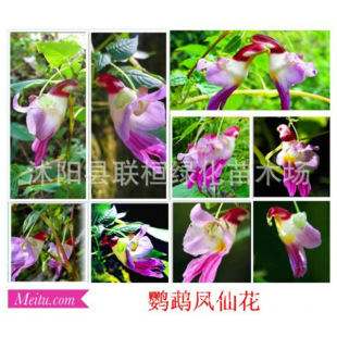 �W�^�P�ɷN�� �軨�P�ɷN�� �߲��P�ɷN�� ̩���W�^�� �ļ��ɲ��N