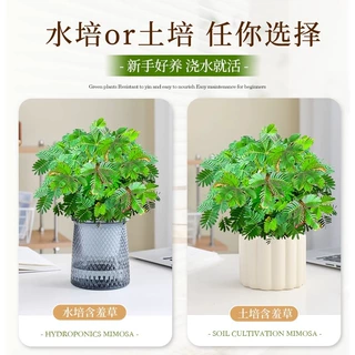 含羞草盆栽幼儿园儿童趣味植物害羞草绿植室内四季好养花卉小绿植