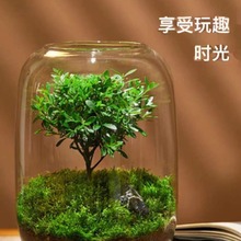 生态水培植物瓶玻璃花瓶装饰微景观小鱼缸办公室桌面摆件批发