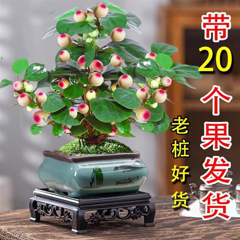 Authentic Xiaopan Bodhi Tree Potted Plant with Fruit Hydroponic Plant Zen Indoor Flower Green Plant Fruit Old Stump Bonsai Seedling Authentic Xiaopan Bodhi Tree Potted Plant with Fruit Hydroponic Plant Zen Indoor Flower Green Plant Fruit Old Stump Bonsai Seedling