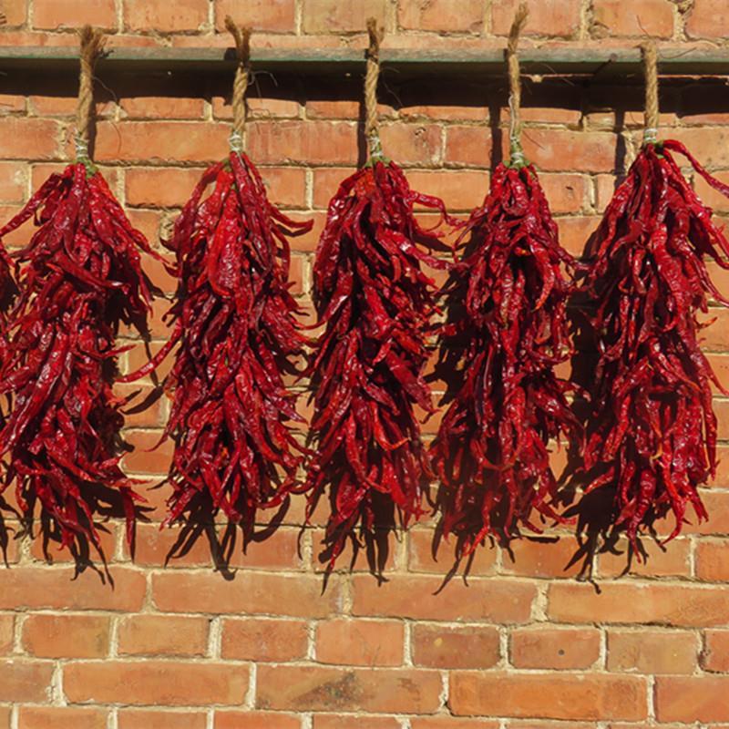 진짜 고추 한 다발