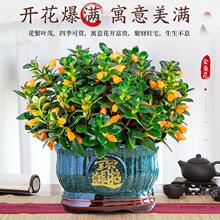 大盆金鱼吊兰盆栽绿植室内花卉四季观花带花苞好养活净化空气植物