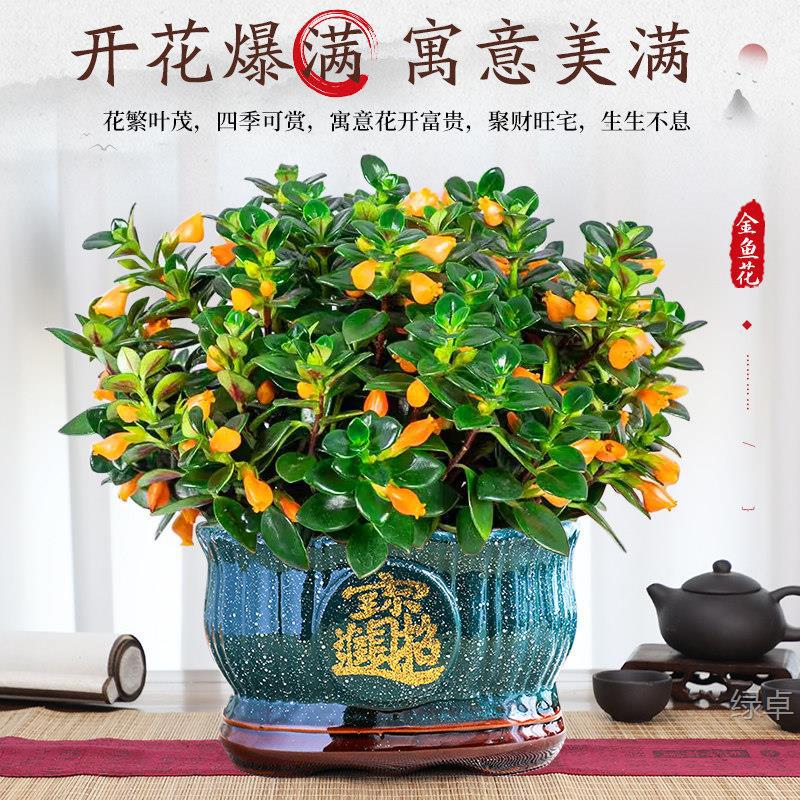大盆金鱼吊兰盆栽绿植室内花卉四季观花带花苞好养活净化空气植物