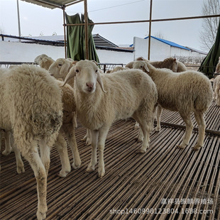 ���NСβ����ֳ���� Сβ�������һֻ �_������r��a��