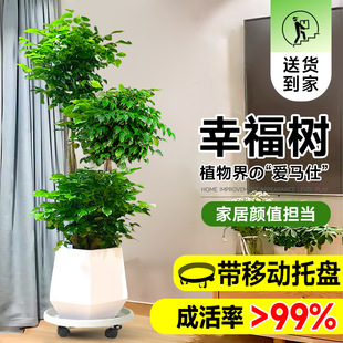 �Ҹ���͏d���Դ����Ϙ��Gֲ�k���҃�ƽ��������ȩֲ���ļ����B��