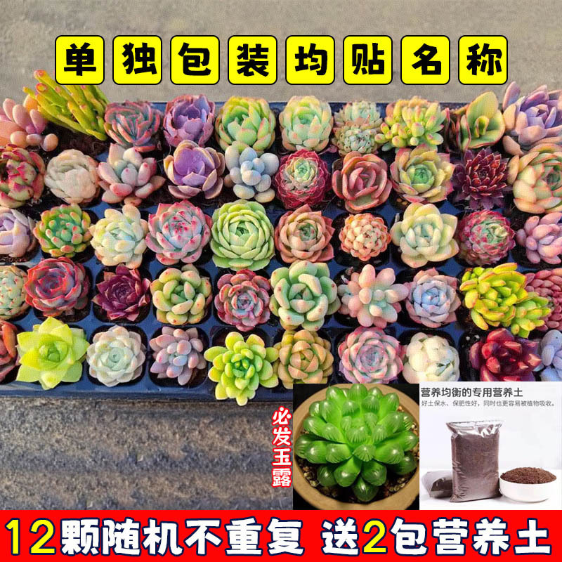 多肉植物 小型鉢植え 鉢土付き 卸売 高級セット 多肉植物の組み合わせ ピーチエッグ ジェイドデュー グリーン植物 花園芸|undefined