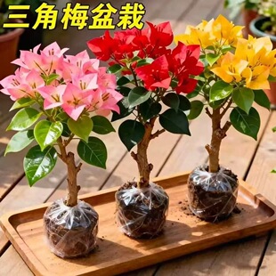 �ذ�����÷С��G���ļt�ѿ������ļ��_�������̨ͥԺ¶̨����