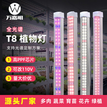 ȫ���VT8һ�w��ֲ����������߲˜���ֲ�﹤�S�҃ȷNֲ���L�a���