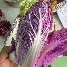 其他蔬菜;其他蔬菜制品;瓜果类
