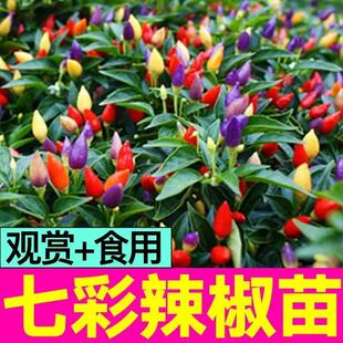 �߲��������Ԏ�����ʳ�òʽ����糯�콷�҃ȾGֲ�̨�_���Y��ֲ��