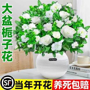 ����d�ӻ����Ԏ���������͏d�ļ��໨��ֲ���k����������B�Gֲ