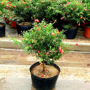 ʯ�������^�p�������҃��辰�ļ�����ֲ������ͥԺ�̨�������B