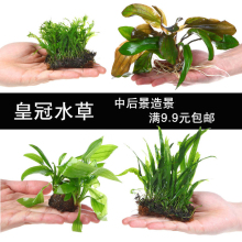 �~��ˮ�����쾰¹���F�ʹ��㽶����ˮ�ݼt�G�Źں�ˮ����Խ���