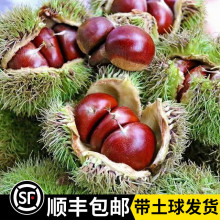 板栗苗树嫁接地栽南方北方种植大红袍当年结果特大板栗树果树果苗