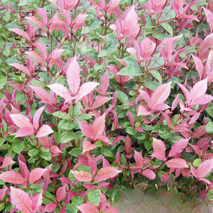 �������l �^�p������ľ ������~�� �߲ʹ� �^�~����ֲ��