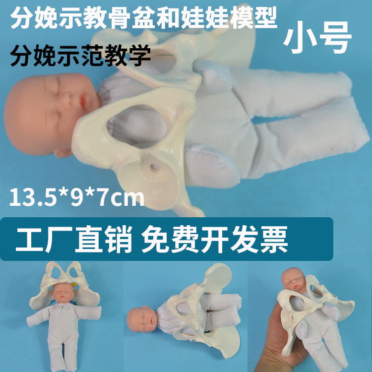 Entrega Demostración pelvis modelo CENTRO DE SALUD entrega enseñanza pelvis modelo yoga clase props tamaño pequeño pelvis