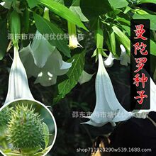 �����_�N���²��в�ș�N��ș�ķN���²ɷN��ș�ķN�������_�N��