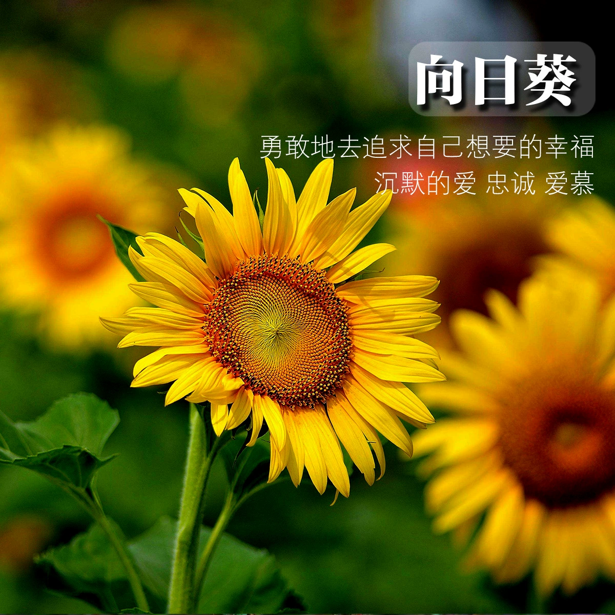 Семена подсолнечника Декоративные Карликовые Семена подсолнечника Цветы подсолнечника Подсолнечник Семена подсолнечника