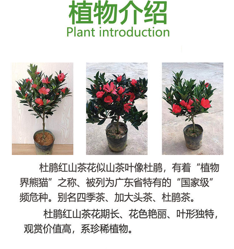 四季杜鹃红山茶花带花浓香型盆栽室内外阳台庭院观赏花卉绿植好养