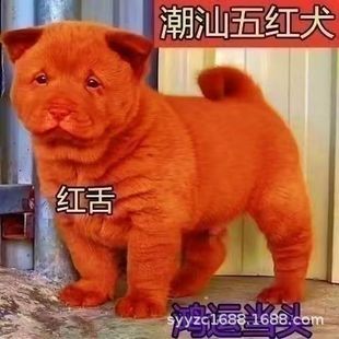 ���N��tȮ��Ȯ�tɫ�������CȮ���B���CȮ�����oԺ����Ȯ���ﹷ