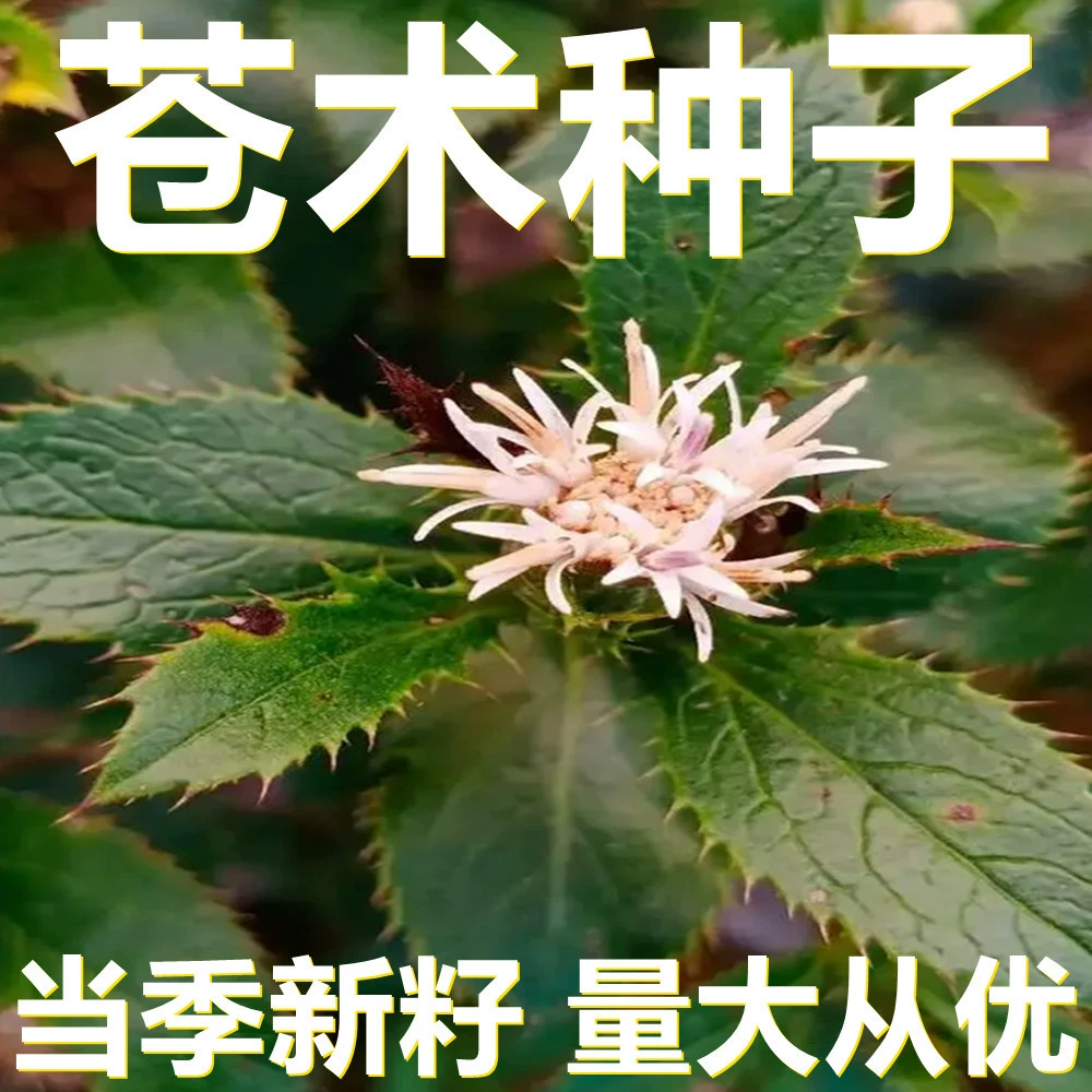 Семена Атрактилодеса 250-500г в мешках оптом, прямые поставки с места происхождения, сезонные новые семена, семена садовых растений