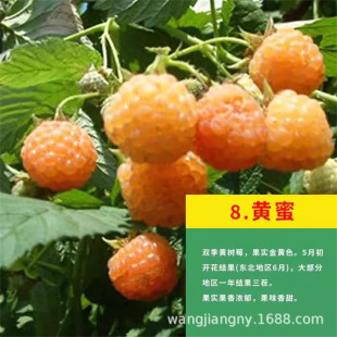 �S�ۘ�ݮ���p�������ӹ��������Ե����ϱ����Nֲ����Y���t�S�ژ�