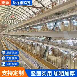 蛋鸡笼阶梯式框架养殖养鸡阶梯笼料线自动喂料线全自动上料设备