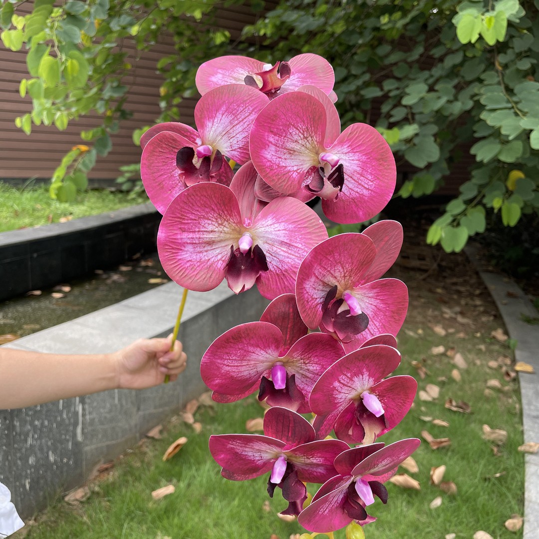 9-Cabeza de arco iris Phalaenopsis Rose Red
