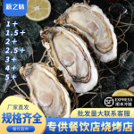 乳山生蚝鲜活速冻乳山生蚝特大原浆牡蛎鲜活冷冻新鲜带壳商用烧烤