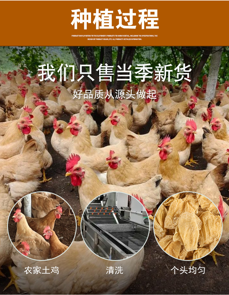 Ji Nei Jin (Gallus gallus domesticus) Dried Chicken Gizzard Lining — Food Herb for Soup & Tea preparation