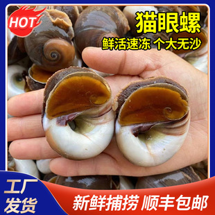 猫眼螺香螺活冻猫眼螺扁玉螺沙螺海鲜水产贝类海螺无沙冷冻海螺-阿里巴巴