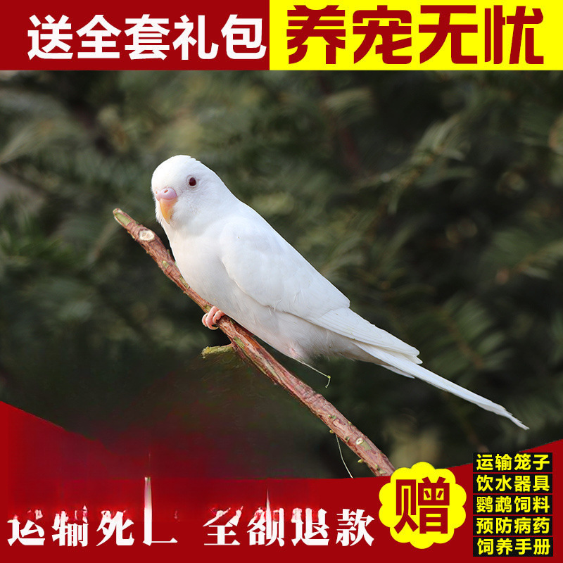 눈이 흰색과 빨간색인 부자(가오설)가 시작하는 방법을 가르쳐줄 수 있습니다.