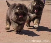 高加索幼犬巨型犬高加索犬活體純種寵物狗狗高加索幼犬活體大型犬