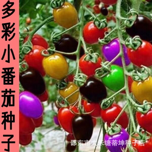 Colorful tomato seeds tomato seeds colorful cherry tomatoes small…