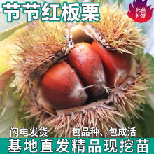 一件代发节节红板栗树苗南北方地栽种植薄壳盆栽嫁接特大果甜板栗