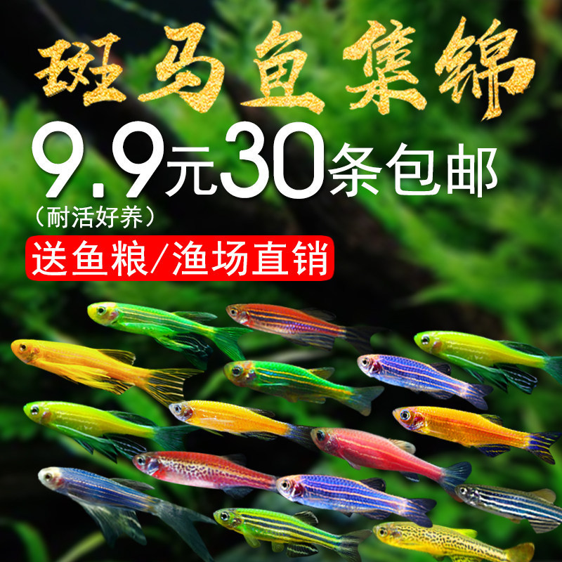 Tropical ornamental fish, red and blue zebra fish, small goldfish fry, ornamental fish, butterfly-winged fish, high-quality peacock fish, red and green lantern fish, live specimens