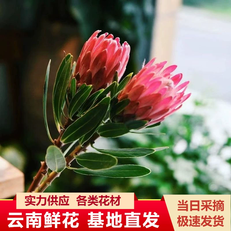 Принцесса цветы прямые волосы Юньнань Куньмин цветы оптом Цветочная композиция букет с цветами