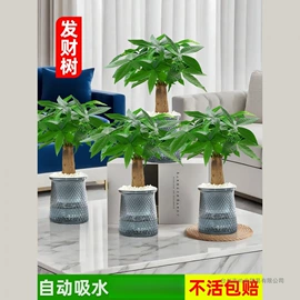 盆栽;种子;园林果树