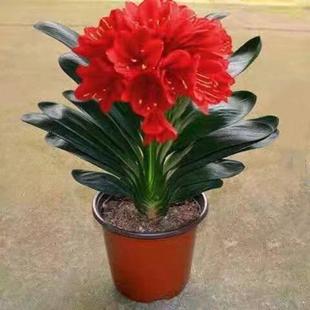 Recommended Orchid Orchid Potted Orchid Seedlings Four-Season Evergreen Plant Orchid Seedlings Manufacturer Dipeng