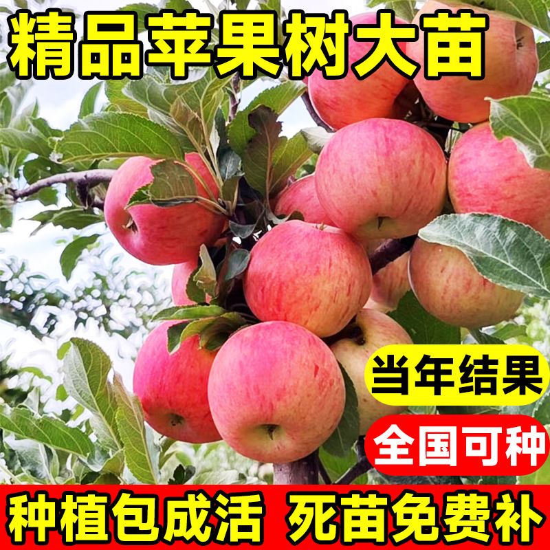 苹果树苗红富士苹果苗当年结果盆栽阳台地栽南北方种植耐寒抗旱