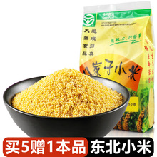 八家子小米黑龙江双城黄小米东北特产杂粮辅食新货750g