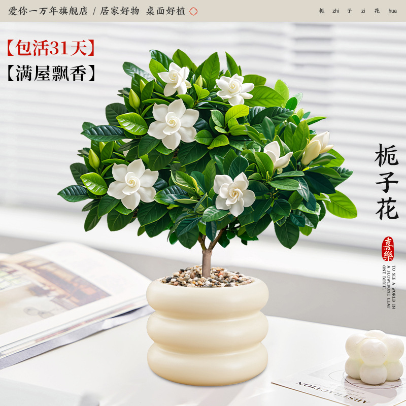 단극 치자나무 + 버터 도넛 (포장석 + 영양액 포함)