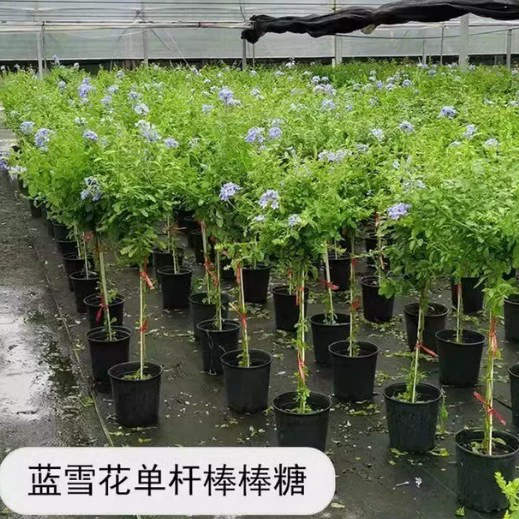 Леденец синяя снежинка в горшке, большие рассада с цветами для балкона и двора, цветет в любое время года, неприхотливые декоративные растения, белые снежинки.