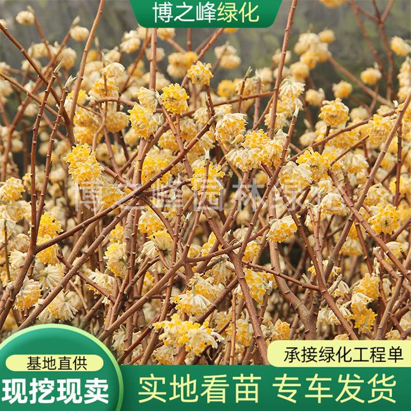 结香苗结香花苗结香大小苗庭院植物金腰袋打结花梦冬花喜花树苗