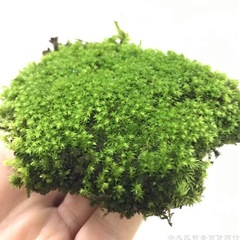 鮮活苔蘚植物 盆景鋪面假山青苔微景觀diy材料水陸缸吸水石白髮蘚