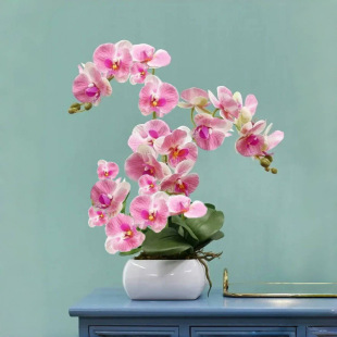 Phalaenopsis Seedlings with Flower Swords and Flower Buds Potted Orchids Large Seedlings Living Room Indoor Plants Florals Are Easy to Feed in All Seasons