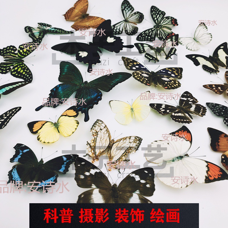 未批发摄影道具蝴蝶标本幼儿园展翅品相昆虫真杂蝶教学原蝶收藏
